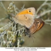 coenonympha pamphilus copula